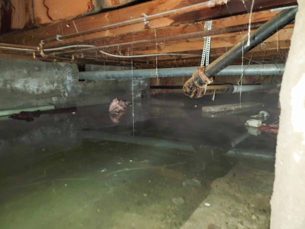 Best Local water damage restoration  in Stepney, CT